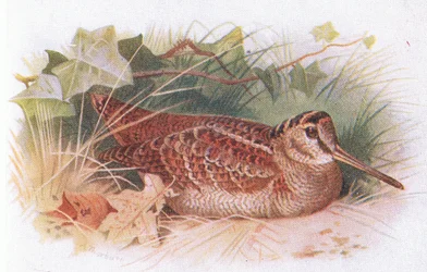 Waldschnepfe, aus Birds of the British Isles and Their Eggs veröffentlicht von Frederick Warne & Co Ltd, 1958
